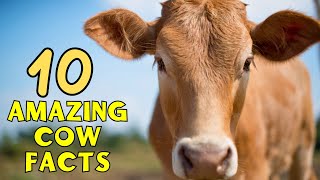 10 Mind-Blowing Facts About Cows You Never Knew!