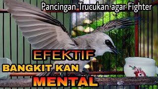 EFEKTIF !! Naikan Mental Trucuk Loyo | Pancingan Trucukan agar Fighter