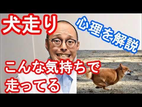 知らぬは不幸、知れば納得。犬走りの裏に隠された犬の負担とは