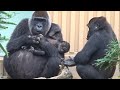 (2019/9)ゲンタロウとキンタロウ 13⭐️ゴリラ【京都市動物園】Gorilla brothers gentaro & kintaro 13