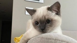 Funniest Cats and Dogs Videos  ||  Hilarious Animal Compilation №293