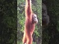 Orangutan hangs canopy bridge to cross a road in Indonesia