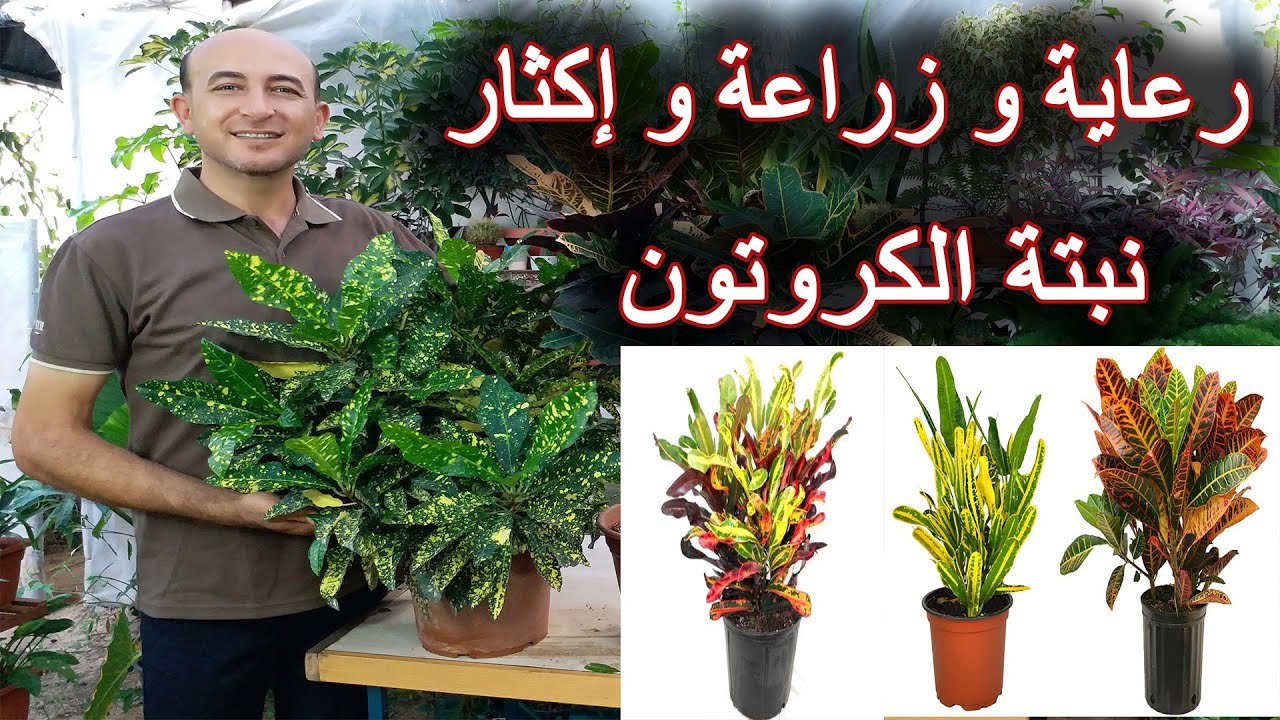العناية الكاملة بنبتة الكروتون من زراعة و ري و تسميد و إكثار, Caring for Croton Plants