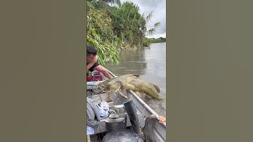 Cá Lớn - Kéo mãi mới lên Chê khủng 😮 #khacthuyvlogg