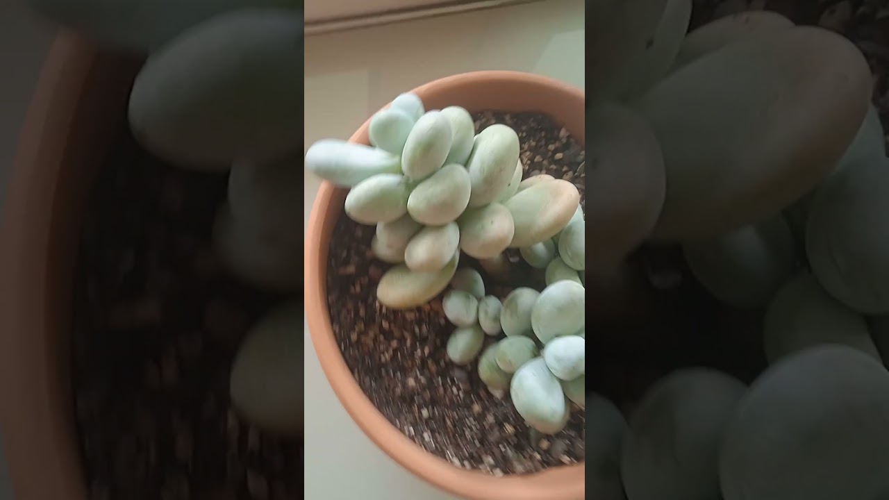 Moonstone succulent (Pachyphytum Oviferum)