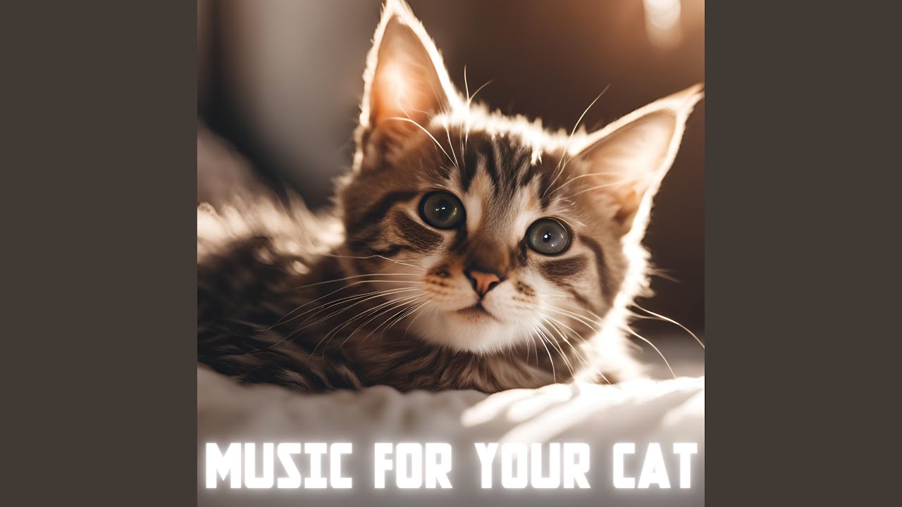 Music Scientifically proven to calm cats