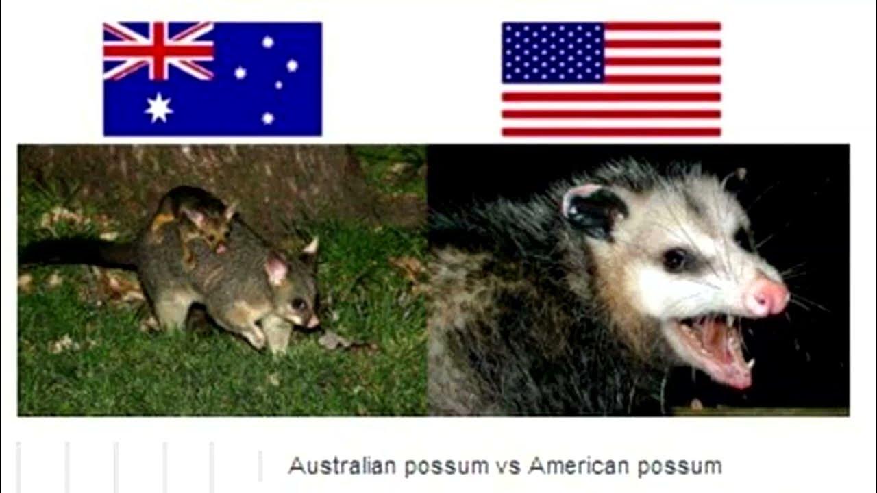 Australian possum vs American possum YouTube