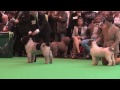 Crufts 2017 - Spanish Water Dog - Best of Breed - First CC winners の動画、YouTube動画。