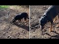 Adorable Pup Loves Burying Her Treats #shorts