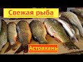 Как мы покупали рыбу и икру! #рыбный #рынок #Астрахани
