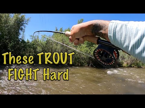 aspen fly fishing reels Sage Trout Spey Reel 1/2/3 / Stealth/Silver Classic aesthetics with modern performance Ross