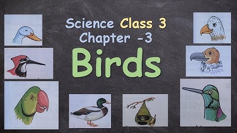 Birds || Class 3, Science Chapter 4 ||  Science Lesson 4 Questions & Answers