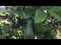 Avocado Growing in Tropical Region