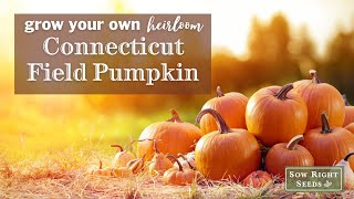 Sow Right Seeds | Connecticut Fields Pumpkin