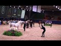 Memories of Aachen 2019 - All Nations Cup - Part 10 - Class 12 - Stallions, 11 Years & over