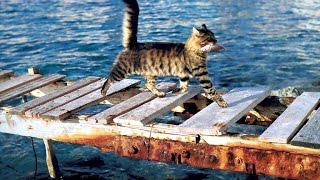 Кот ловит рыбу) Кот ловит рыбу)