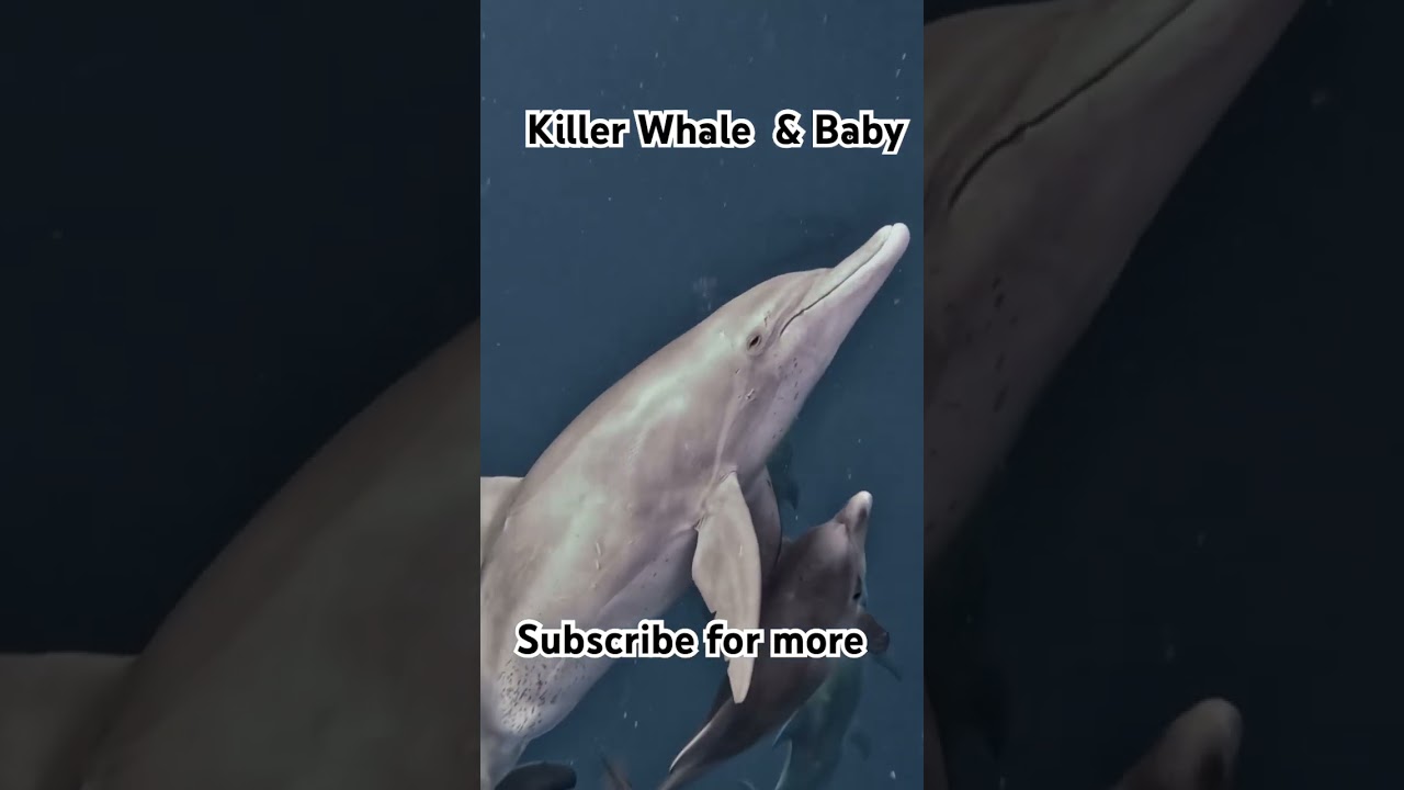 K!LLER WHALE & BABY 