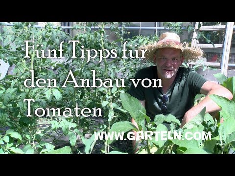 Video: Mehrere Mythen über Den Anbau Von Tomaten