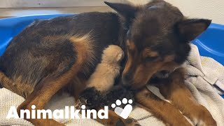 Kittens heal mama dog's heartbreak | Animalkind