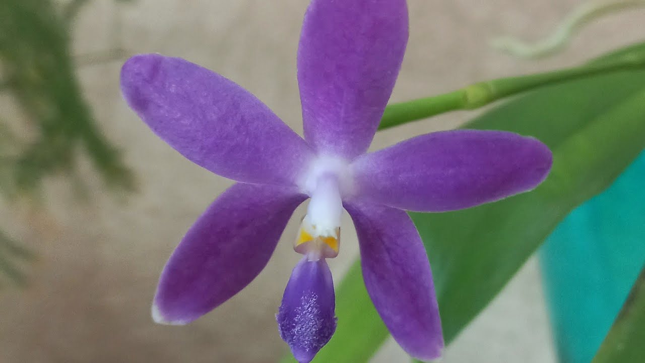Домашние орхидеи в апреле 2023г. Phal. Spot Leonard, Golden Vivien, Yang Blue Berry 'Indigo', Cassie