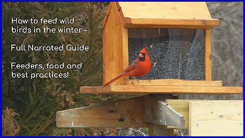 How to feed wild birds in the winter - Full Narrated Guide - Feeders, food and best practices!