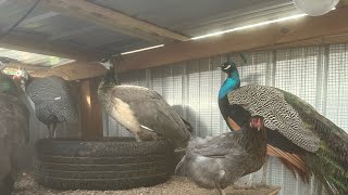 Exciting times ahead: new peahen and nesting box in aviary