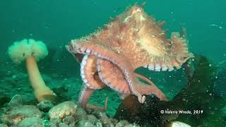 Giant Pacific Octopus attempts to steal scuba diver's camera