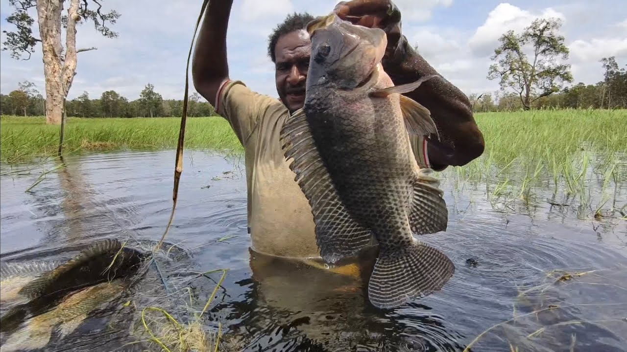 Страшно..!! Ловля тилапии в крокодиловом болоте || Мерауке - Южная Папуа
