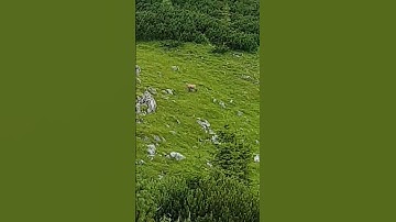 Thumbnail of I ❤ Austria - Gemse😍 #iloveaustria #austria #wildlife