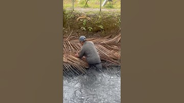 Con cá lóc đồng bự như con cá dồ luôn á mấy anh, đó giờ em chỉ thấy trên tivi thôi, ai ngờ có thiệt