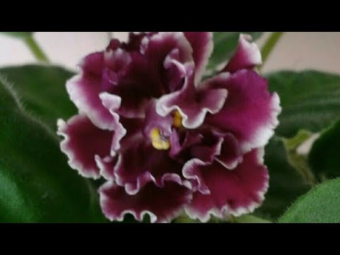 У фиалочки измельчали листья и цветы.