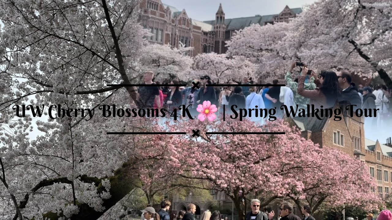 University of Washington Cherry Blossoms 4K 🌸 | Spring Walking Tour at ...