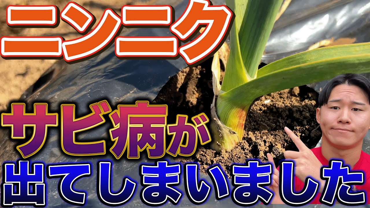 【サビ病にはコレ】今年は病気が出やすいので気をつけて下さい！サビ病の対策方法
