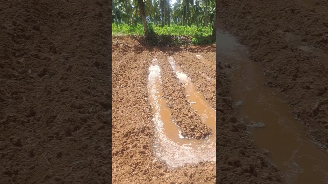 Cofs 31 sorghum Seed plantation  and irrigation