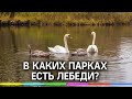 В каких парках есть лебеди?