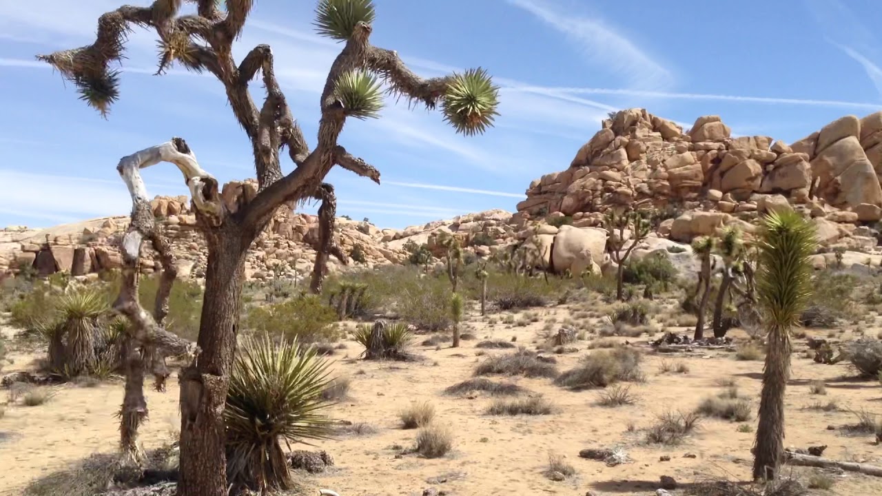 Joshua Tree - YouTube