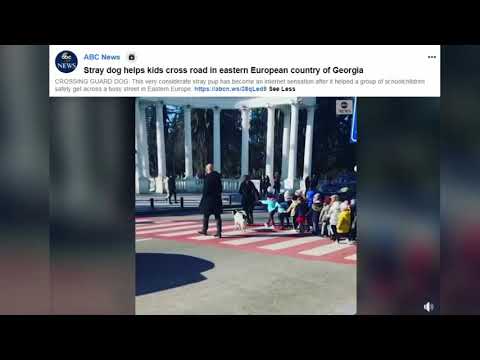 \"ABC NEWS\"- ი ბათუმელი ძაღლის ამბავს აშუქებს - ცნობის ფურცელი