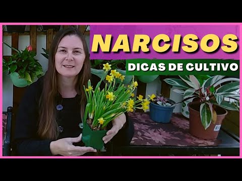 Vídeo: Narcisos Não Florescem - Por Que Meus Narcisos Não Têm Flores?