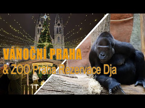 Vánoční Praha jinak: Strahov, Pražský hrad, trhy i gorily v Zoo