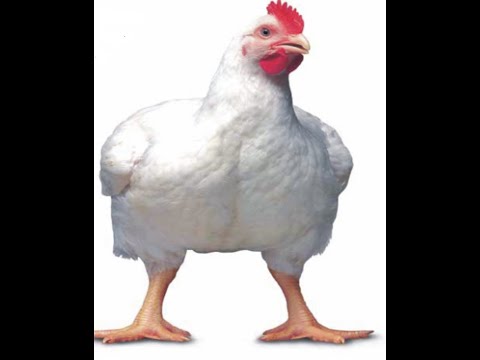 انتاج امهات الدواجن في السودان