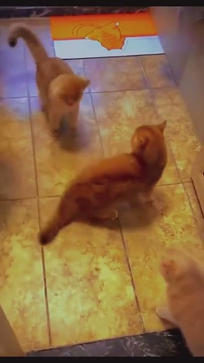 Kucing Mike Tyson!
