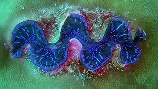 Facts: The Giant Clam Resimi