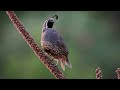 California quail call & sound! Mp3 Song