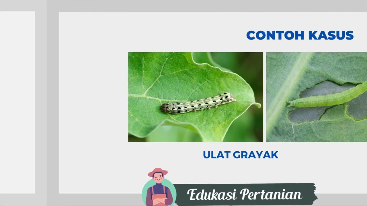 Dosis & Fungsi Pupuk BT Plus Bio