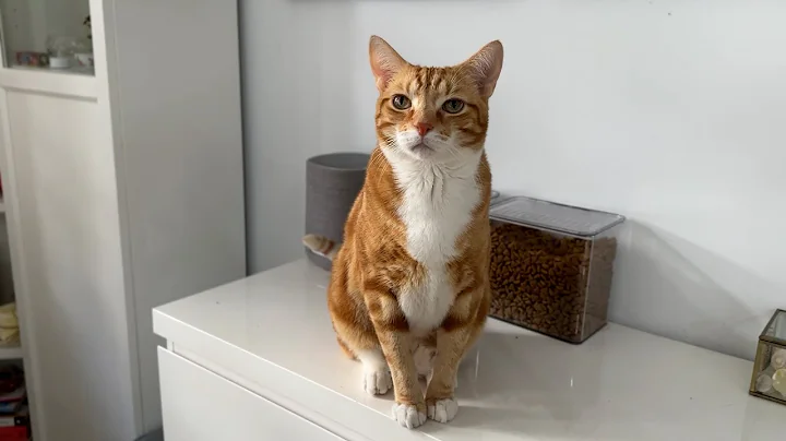 Do my cats know their names?