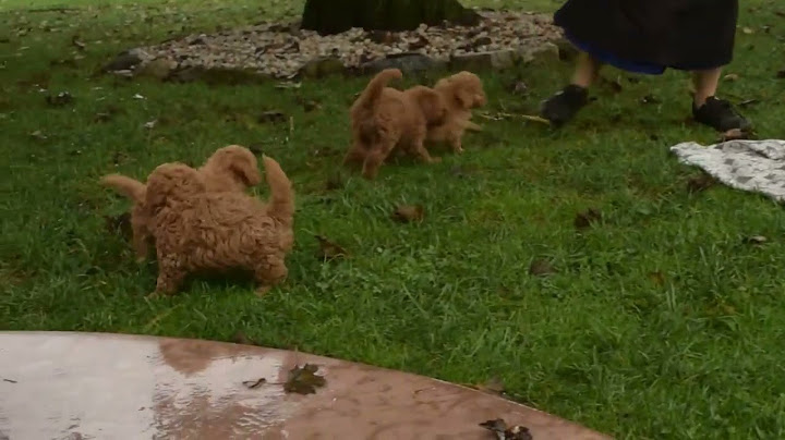 Miniature goldendoodle puppies for sale near me