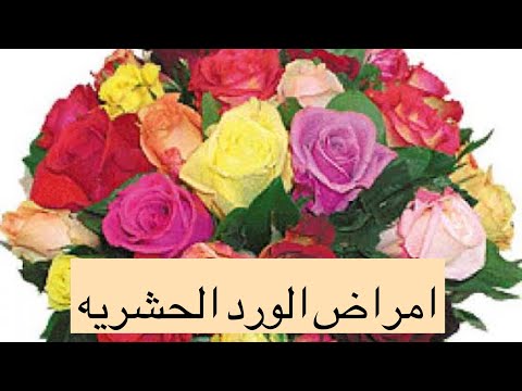 الورد البلدي و اهم الامراض الحشريه التي تصيبه و كيفية تجنب الاصابه بها و الوقايه منها و مكافحتها