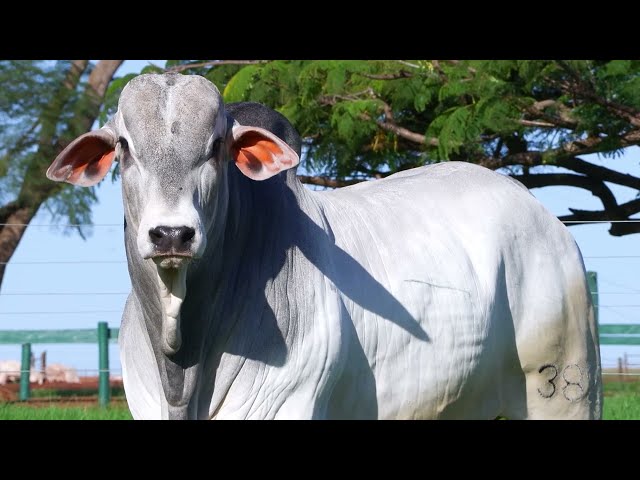 LOTE 06   FSHB 3827