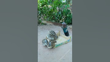 Create Amazing Bird Trap Technique - Quail Trap #creative bird trap #shorts