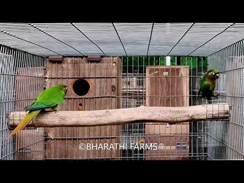 Maroon-Bellied Parakeet (Pyrrhura Frontalis)